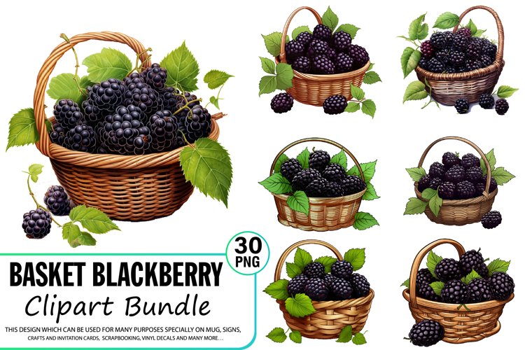 Blackberry Illustration Image 10
