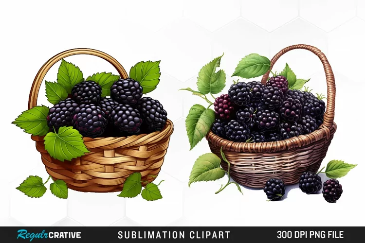 Watercolor Basket Blackberry Graphics Clipart