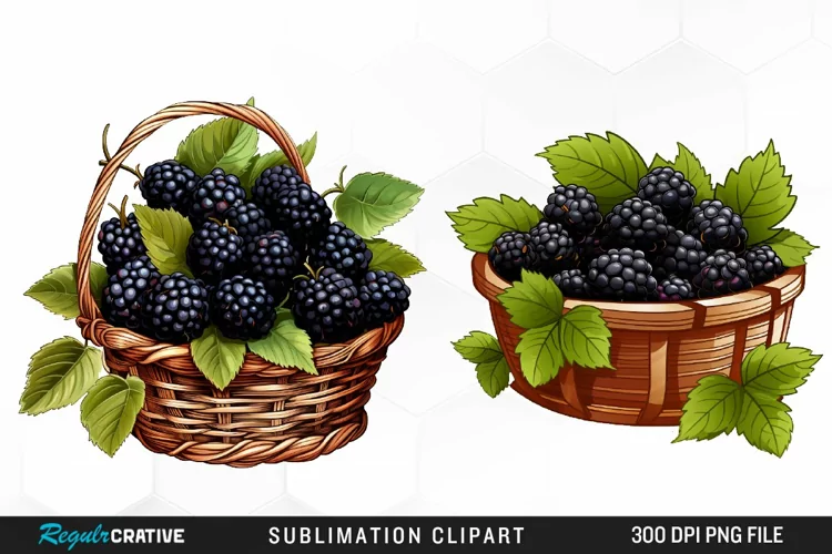 Watercolor Basket Blackberry Graphics Clipart