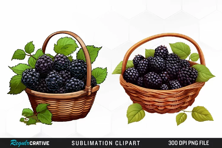 Watercolor Basket Blackberry Graphics Clipart