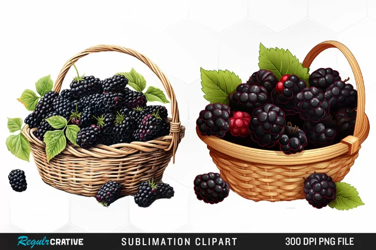 Watercolor Basket Blackberry Graphics Clipart
