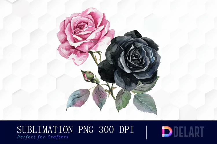 Black and Pink Roses Watercolor Clipart