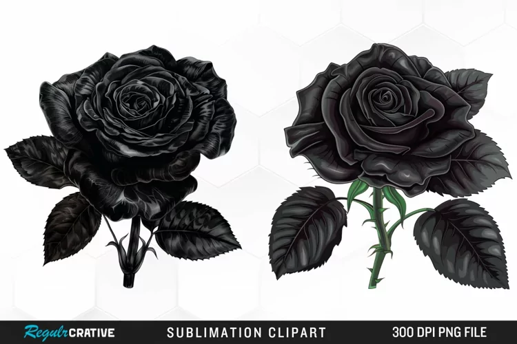 Watercolor Black Rose Artwork Clipart