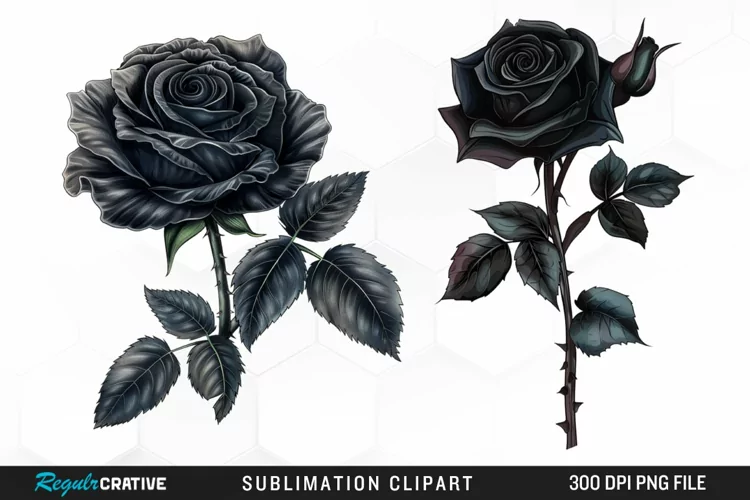Watercolor Black Rose PNG Clipart