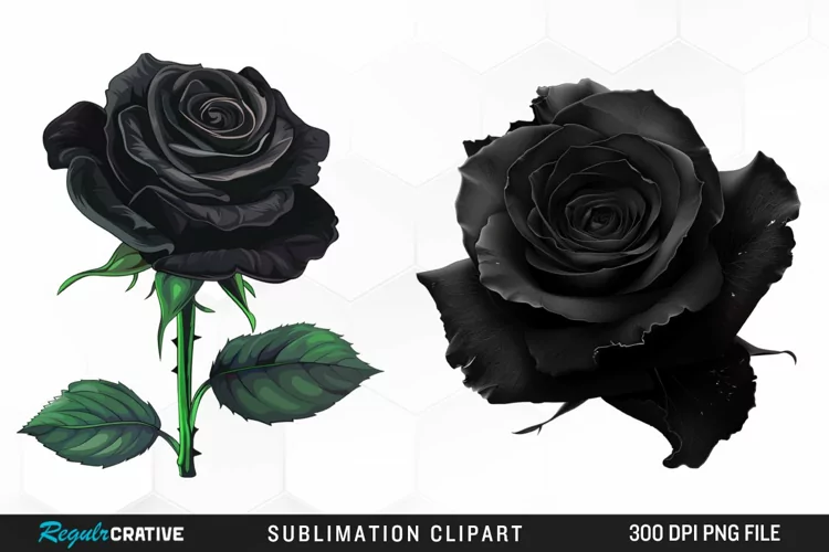 Watercolor Black Rose PNG Clipart