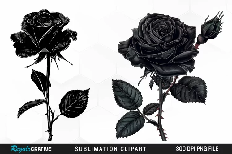 Watercolor Black Rose PNG Clipart