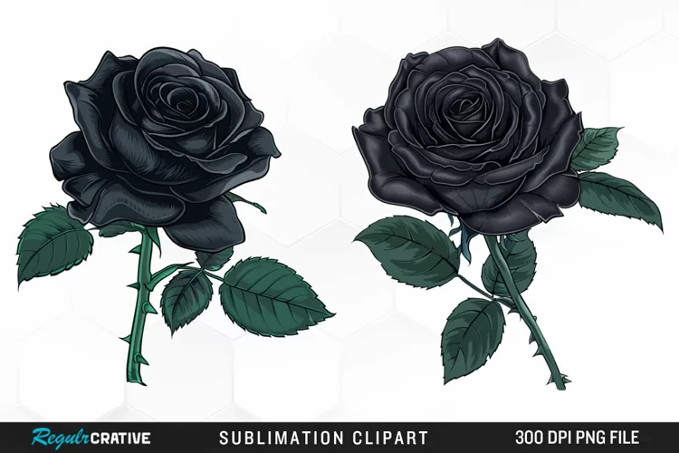 Watercolor Black Rose Artwork Clipart