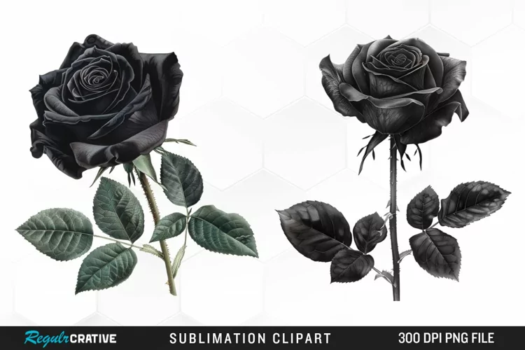 Watercolor Black Rose PNG Clipart
