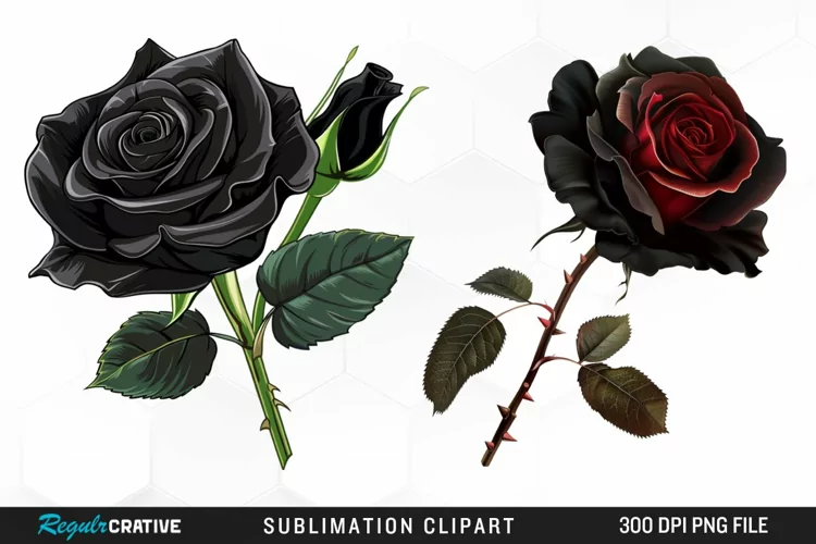 Watercolor Black Rose Artwork Clipart