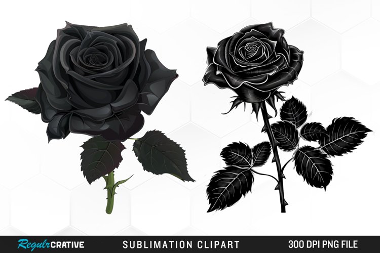 Rose PNG Image 17