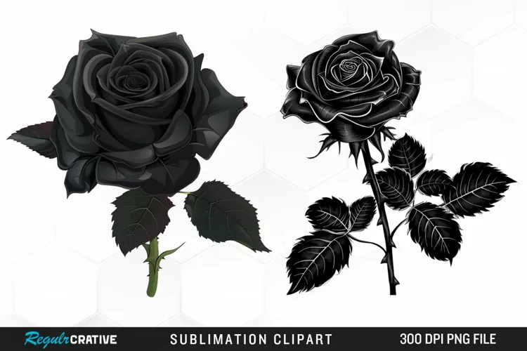 Watercolor Black Rose PNG Clipart
