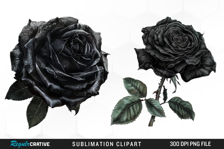 Rose PNG Image 13