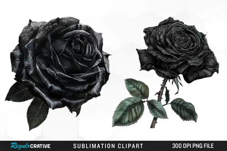 Watercolor Black Rose Artwork Clipart
