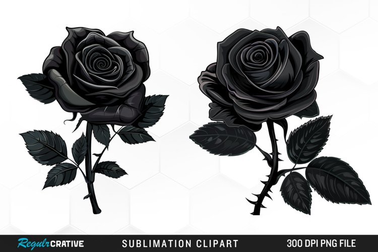 Rose PNG Image 14