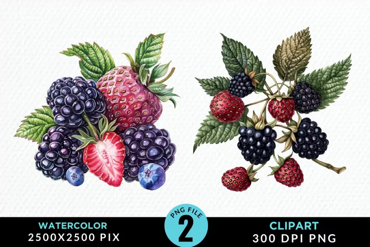 Watercolor Blackberries Exquisite Clipart