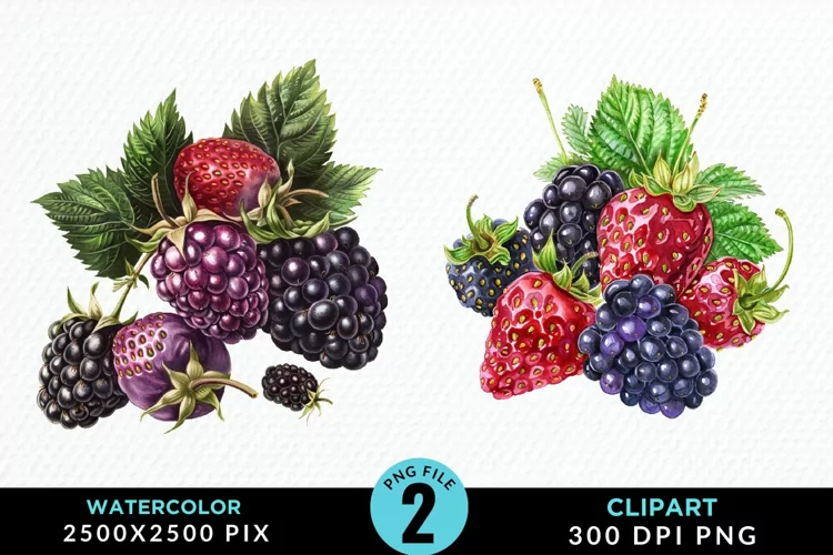 Watercolor Blackberries Exquisite Clipart