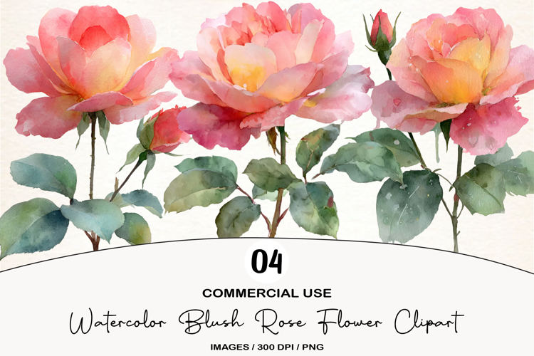Watercolor Blush Rose Flower Clipart