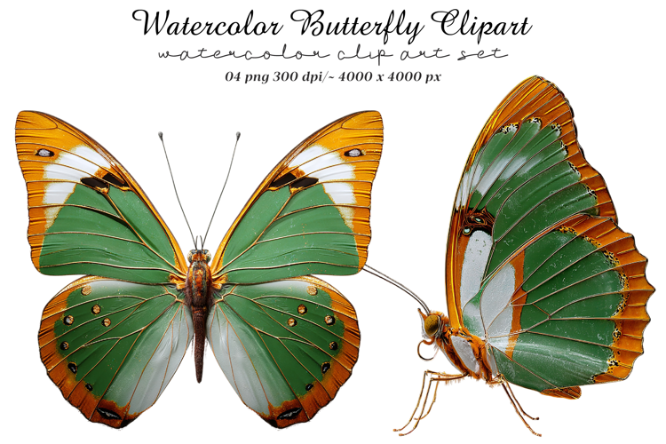 Watercolor Butterfly Clipart