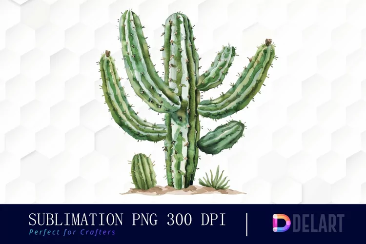 Cactus Illustration Clipart