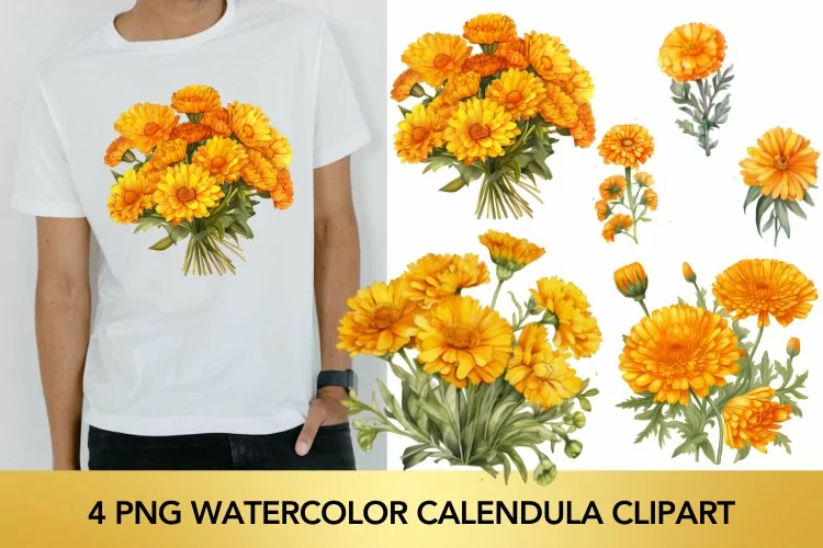 4 png Watercolor Calendula flowers PNG Sublimation