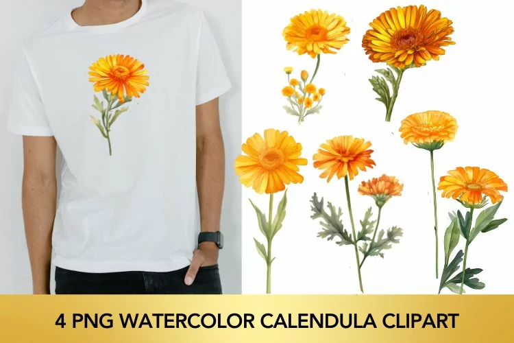 4 png Watercolor Calendula flowers PNG Sublimation