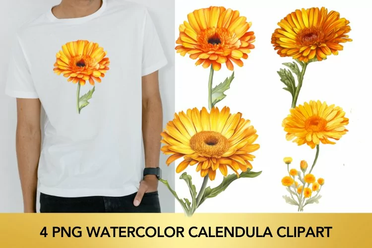 4 png Watercolor Calendula flowers PNG Sublimation