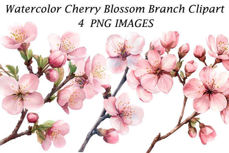 Watercolor Cherry Blossom Branch Clipart