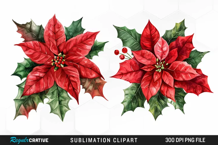 Watercolor Christmas Flower Image Clipart
