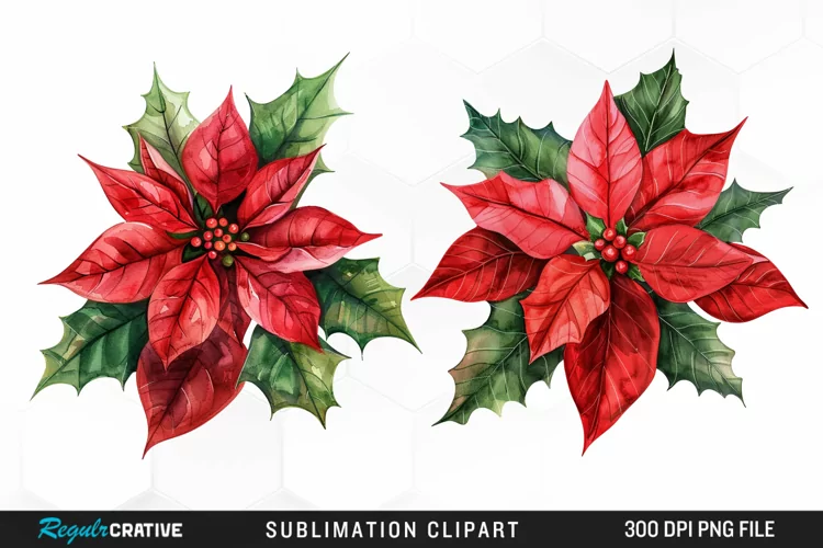 Watercolor Christmas Flower Image Clipart