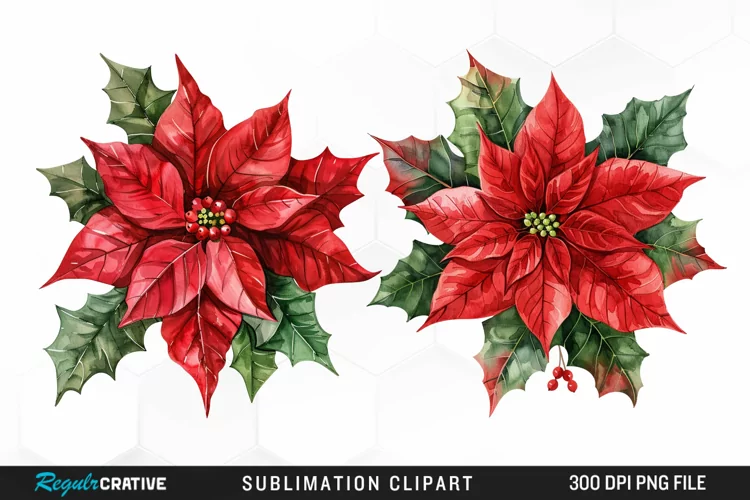 Watercolor Christmas Flower Image Clipart
