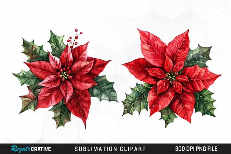 Watercolor Christmas Flower Image Clipart