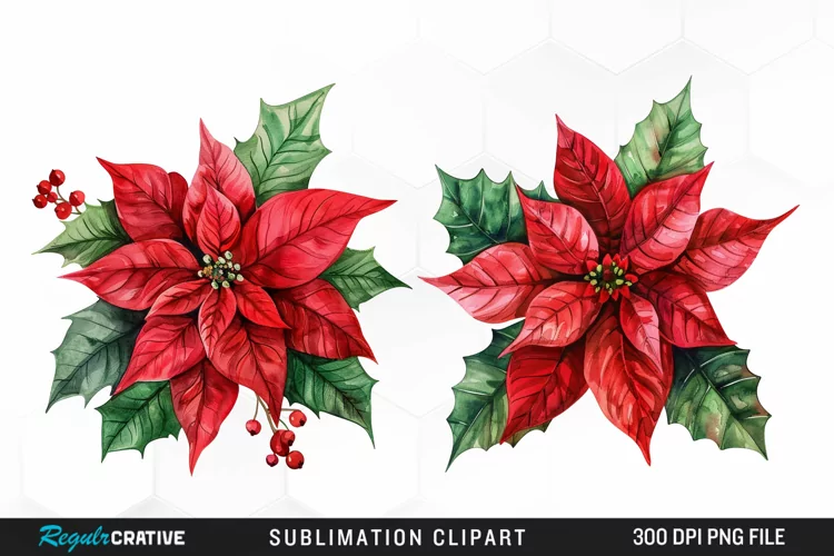 Watercolor Christmas Flower Image Clipart
