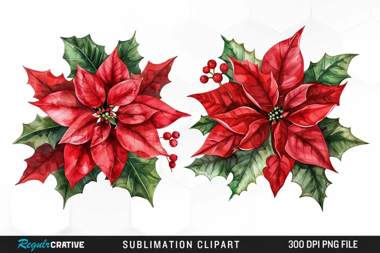 Watercolor Christmas Flower Image Clipart