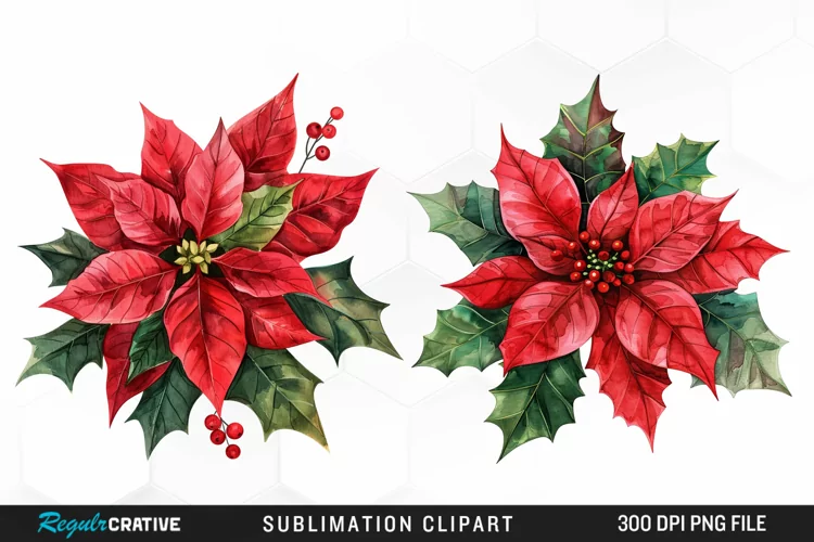Watercolor Christmas Flower Image Clipart