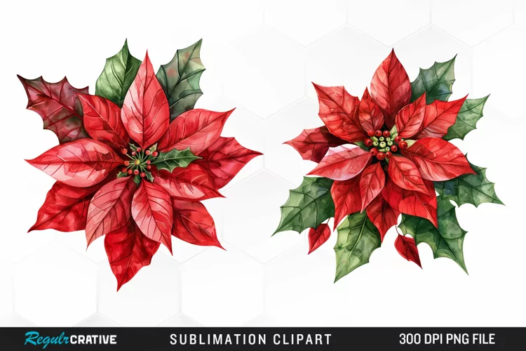Watercolor Christmas Flower Image Clipart