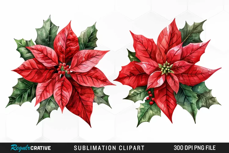 Watercolor Christmas Flower Image Clipart