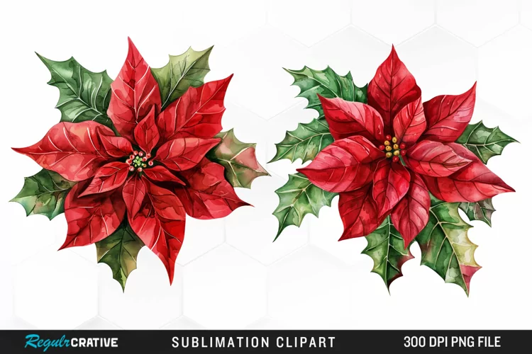 Watercolor Christmas Flower Image Clipart
