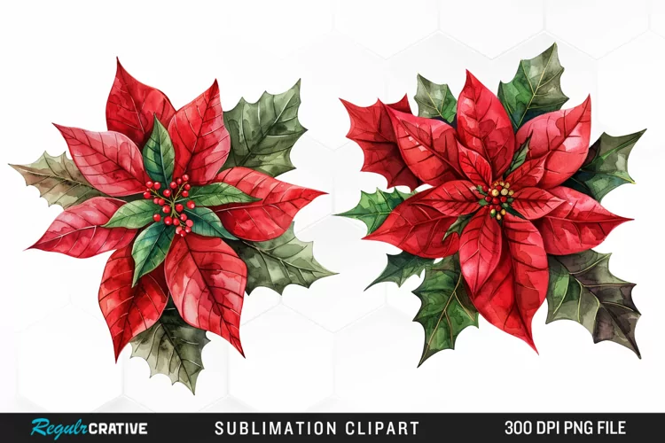 Watercolor Christmas Flower Image Clipart