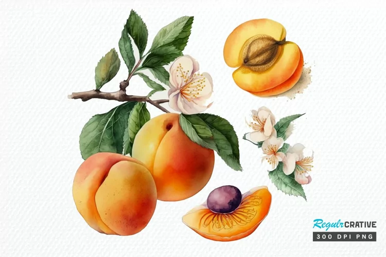 Watercolor Apricot PNG Clipart