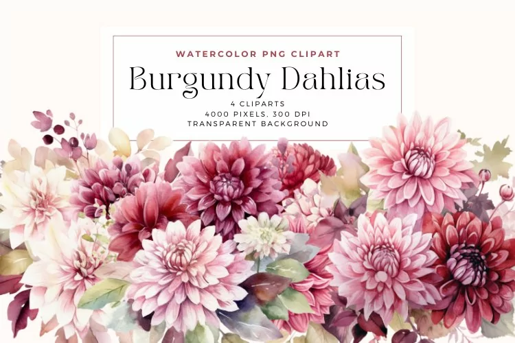 4 Watercolor Burgundy Dahlias Clipart