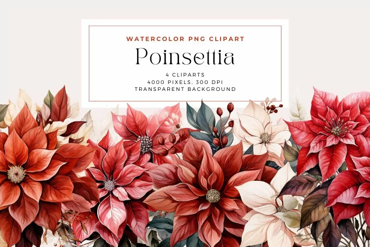 4 Watercolor Poinsettia Clipart