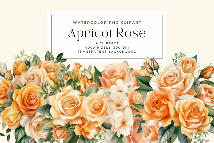 4 Watercolor Apricot Rose Clipart