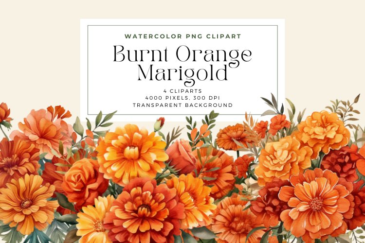 Marigold Clipart Image 17