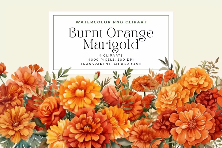 4 Watercolor Burnt Orange Marigold Clipart