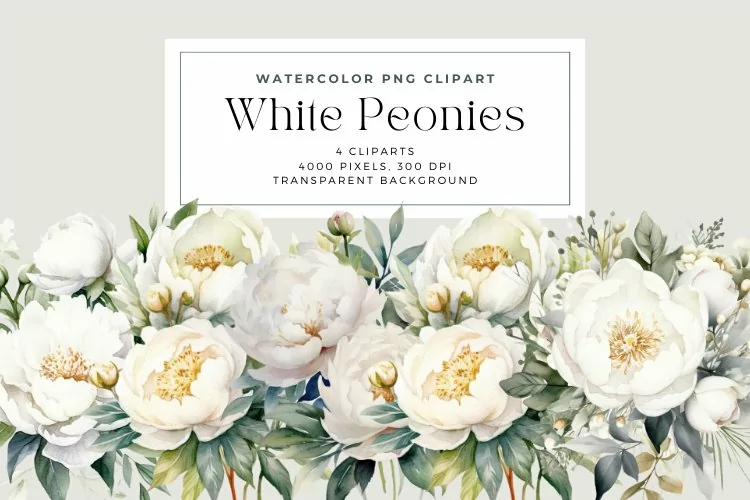 4 Watercolor White Peonies Clipart