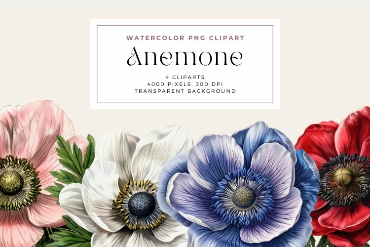 Watercolor Anemone Clipart
