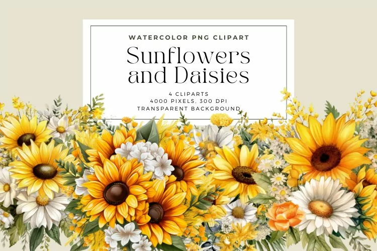 4 Watercolor Sunflowers and Daisies Clipart