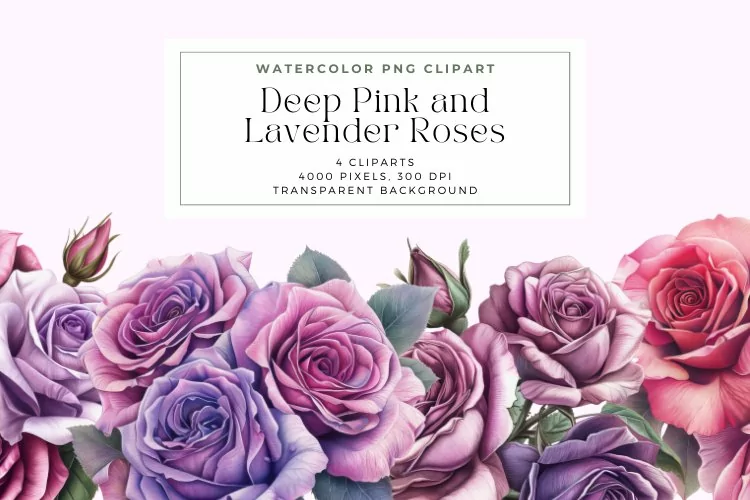 Watercolor Deep Pink and Lavender Roses Clipart