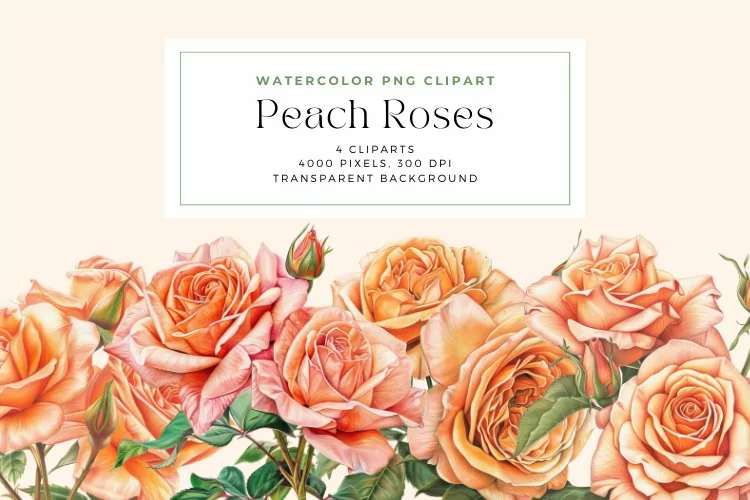 Watercolor Colored Pencil Peach Roses Clipart