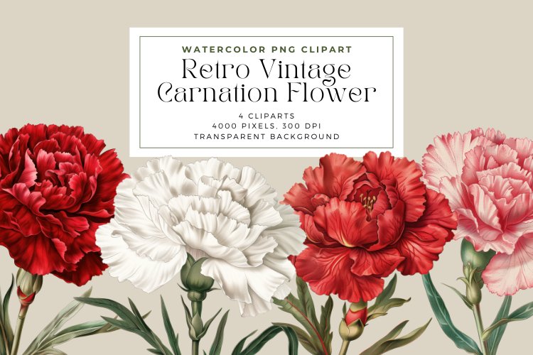 Carnation Illustration Image 24